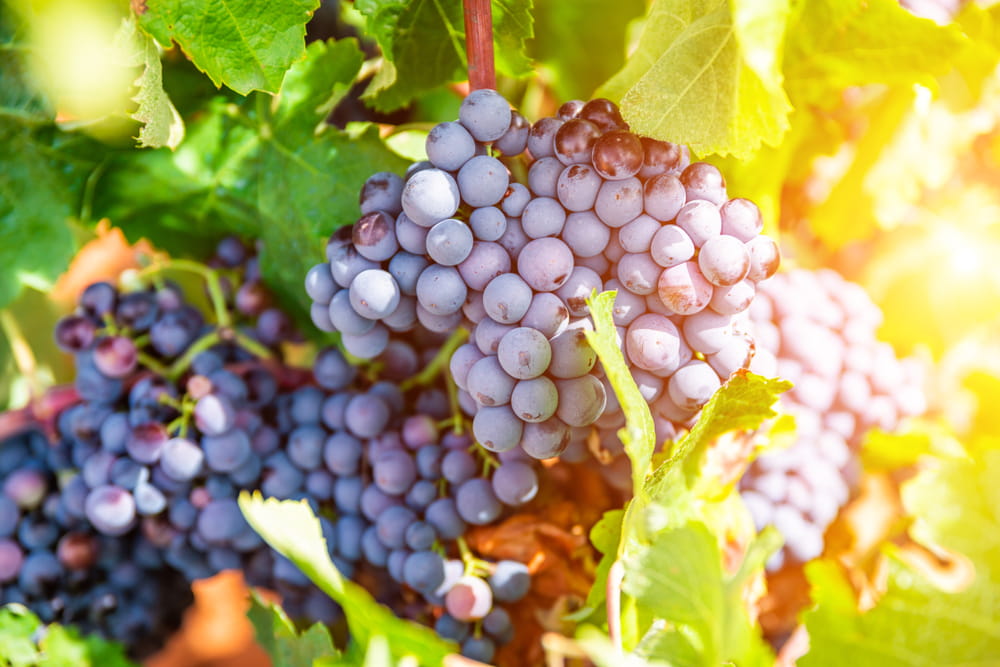 Flaschen mit Monastrell-Wein aus Südostspanien