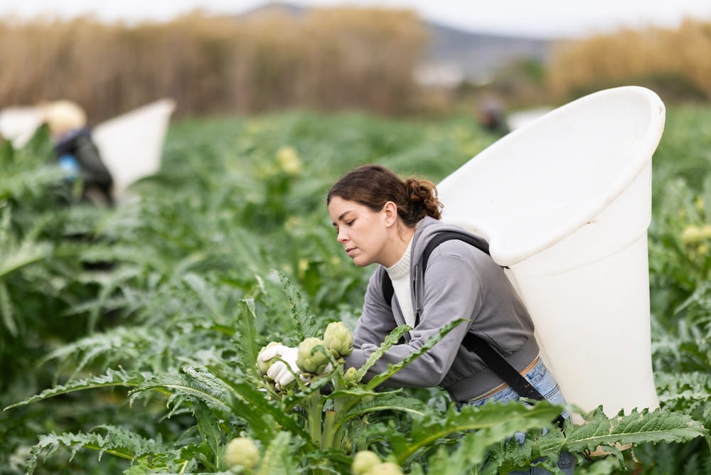 Woman harvesting artichokes in a Vega Baja field, Spain, during the artichoke season.
