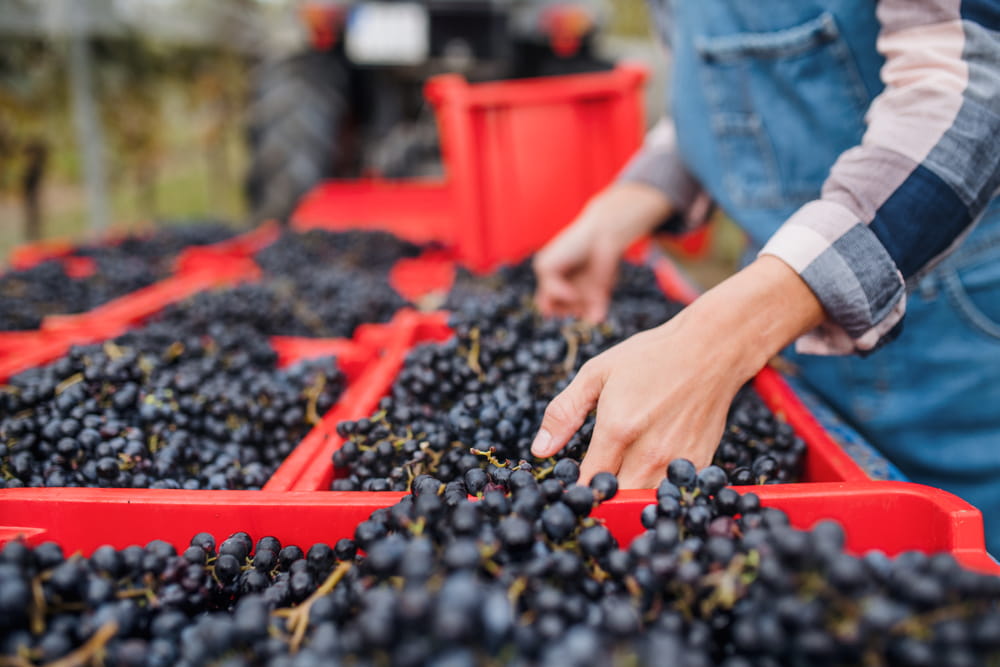 Wina Garnacha z Prioratu i tradycje winiarskie Katalonii