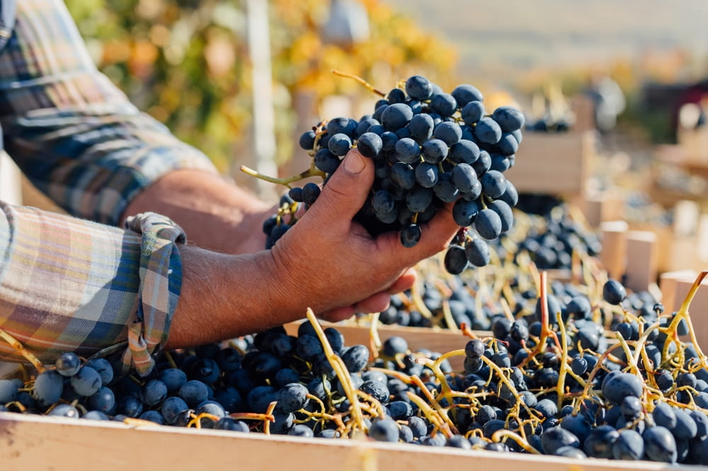 Śródziemnomorskie wina Garnacha z Alicante, Murcji i południowo-wschodniej Hiszpanii